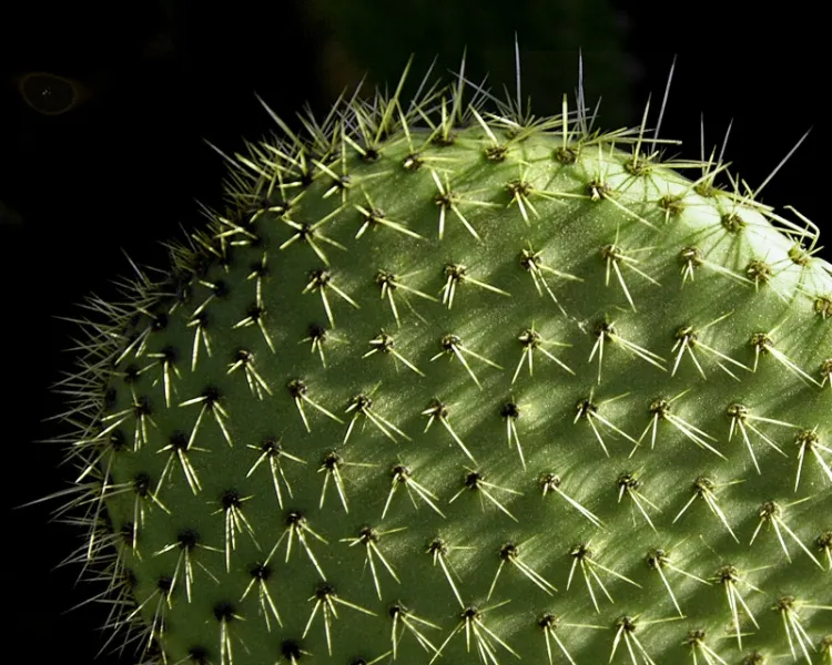 Prickly Cactus