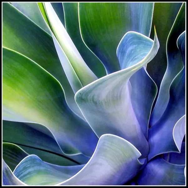 Agave Blue