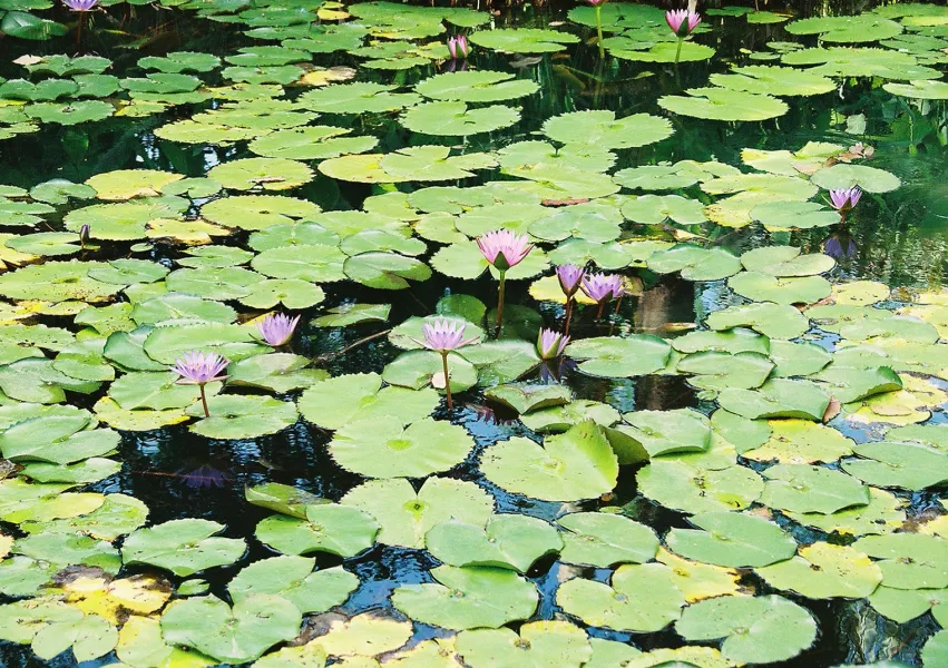 Lily Pads