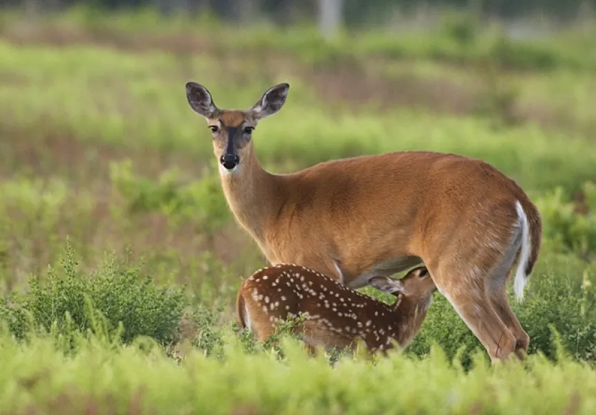 Fawn Nursing