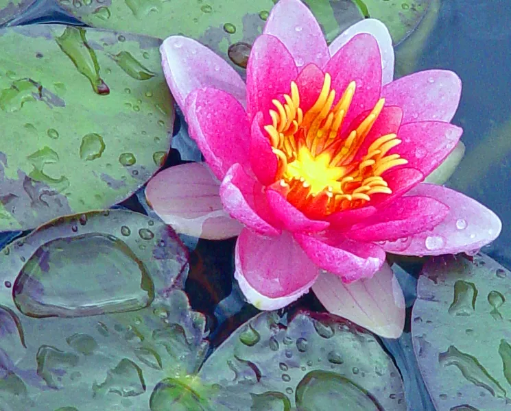 Water Lilly