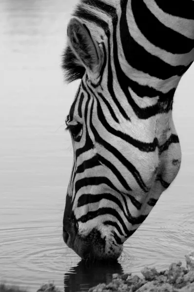 Stopping for a Drink