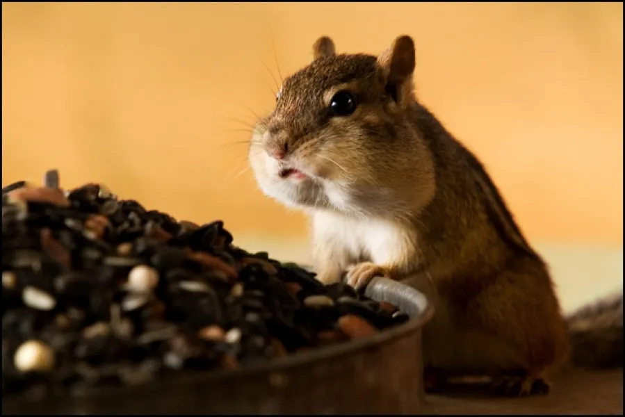 All-you-can-eat Buffet