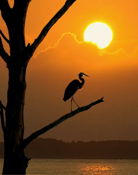 Heron at Sunset