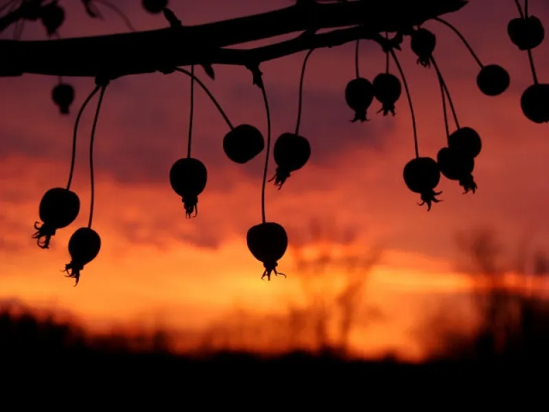 Crabapple Silhouettes