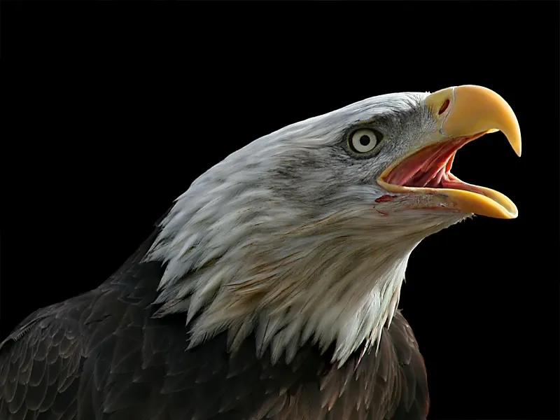 Screaming Eagle
