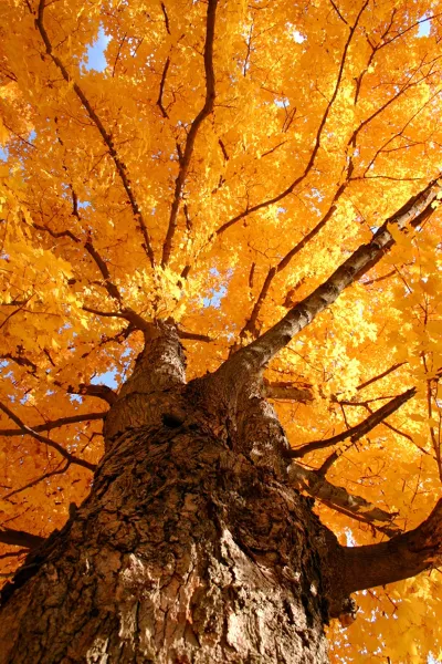 Majestic Fall