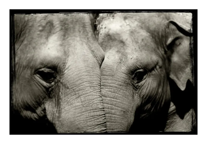 Elephant Mirror