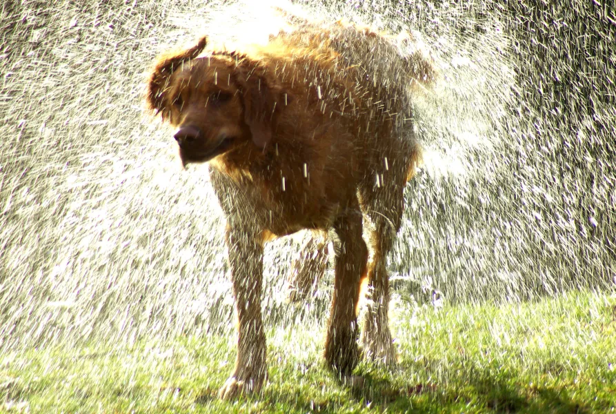 Labrador Shower
