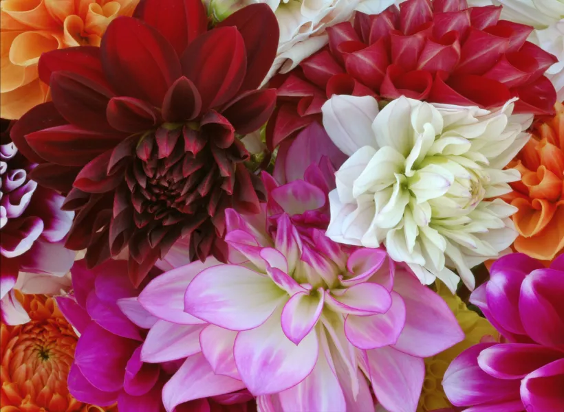 Dahlia Collection