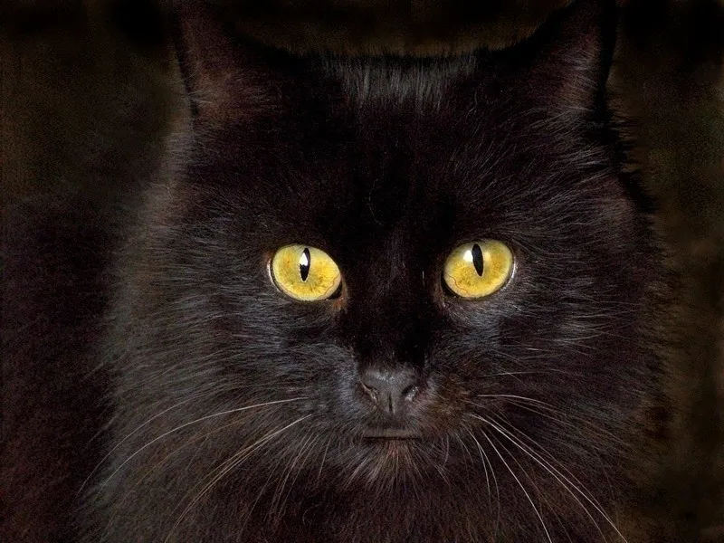Pyewacket