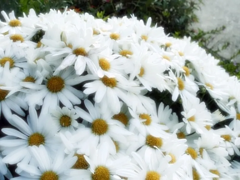 Mum's - Autumn's Daisies