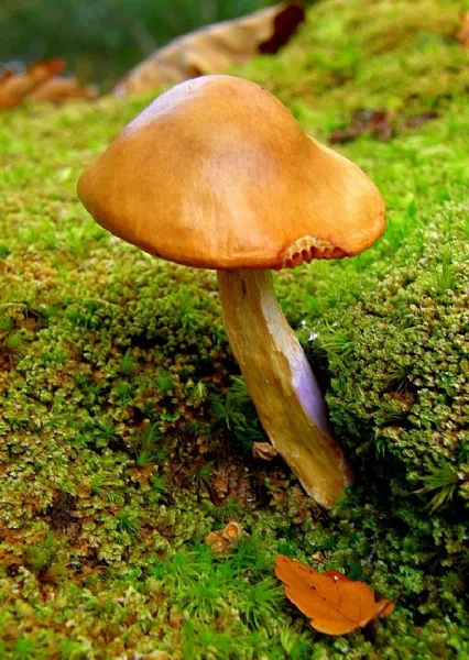 Toadstool and Friend