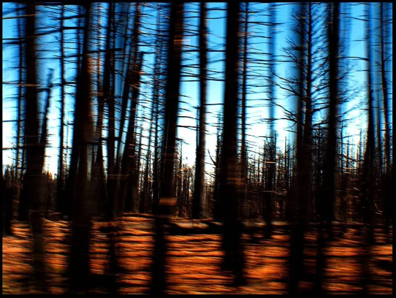 Burnt Trees at 60 mph