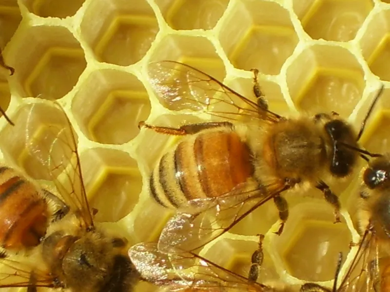 Don't Worry Bee Happy