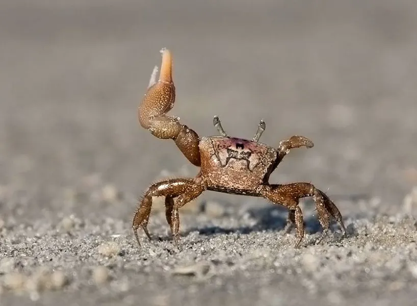 Fiddler Crab Salute