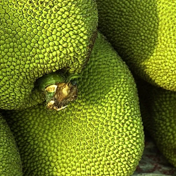 Green Jack Fruit