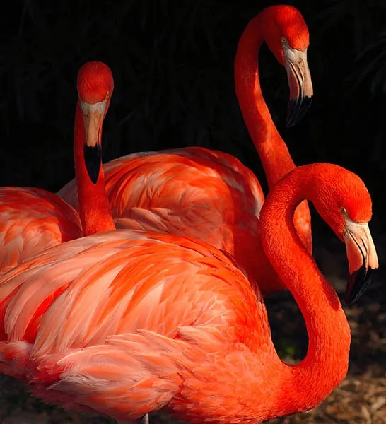 Flamingo Triple Play