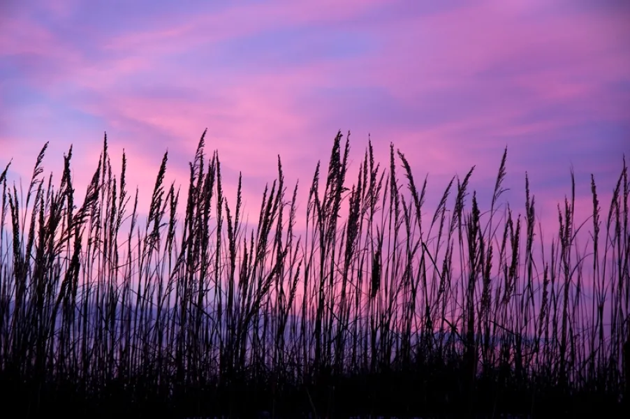 Sea Oats and Sunset Cloud