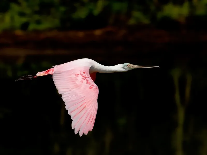 Flight of The Spoonbill