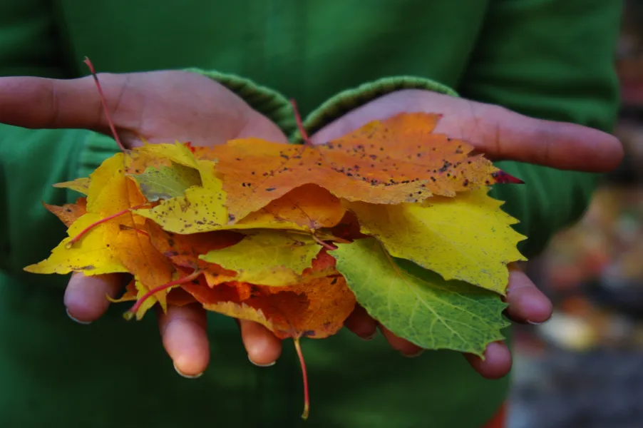 Colors of the Season