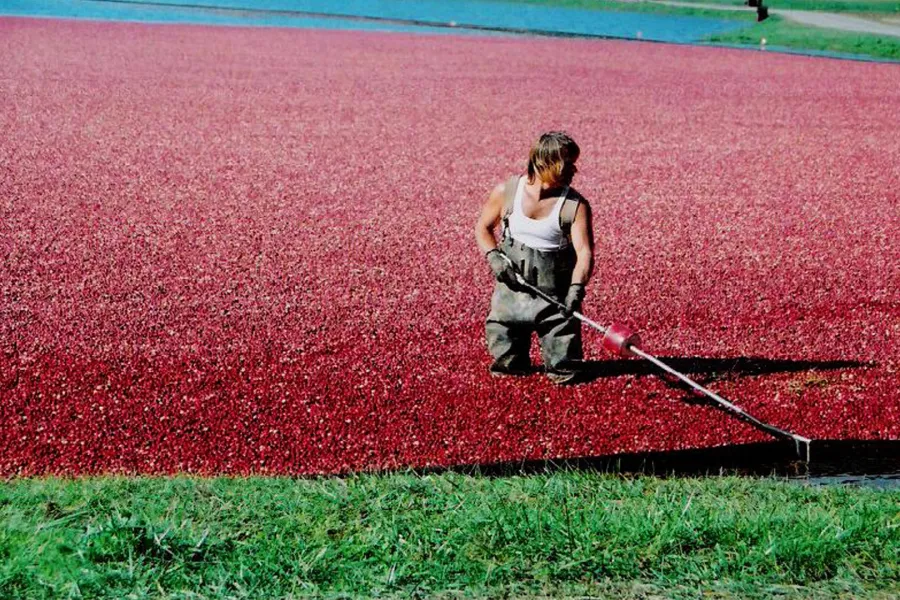 Harvesting the Berries