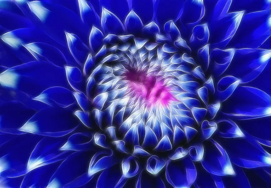 Center of Attraction