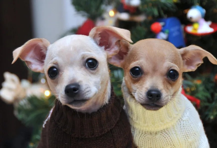 America's Next Top Models