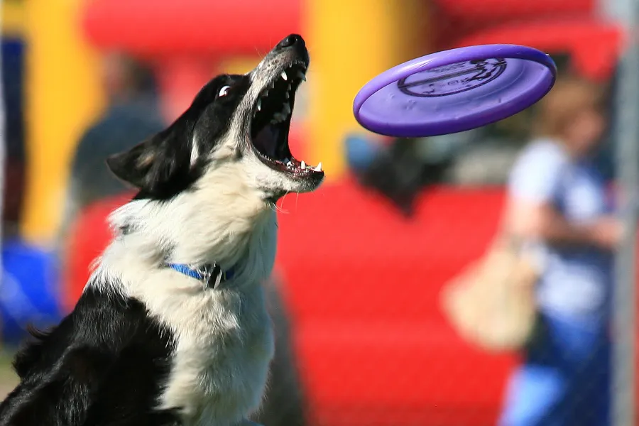 Frisbee Dog
