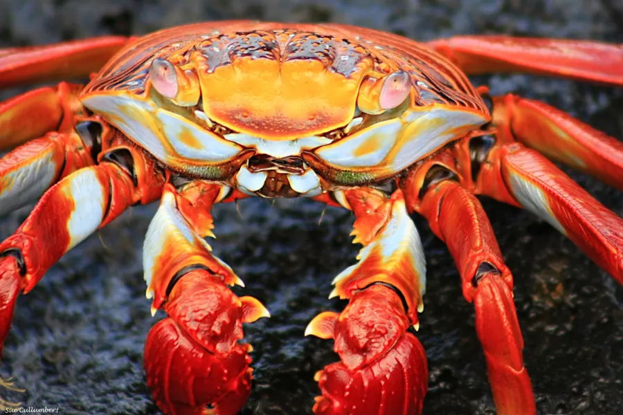 Sally Lightfoot Crab