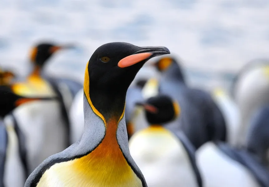 Take Us To Your Leader