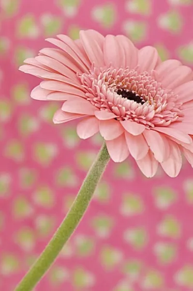 pink-green on pink-green