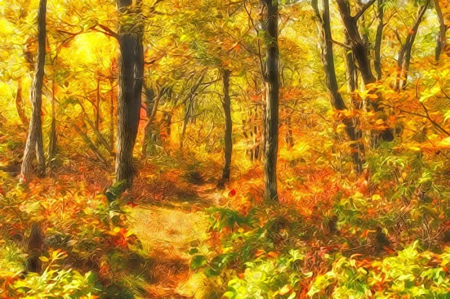 Autumn Wood