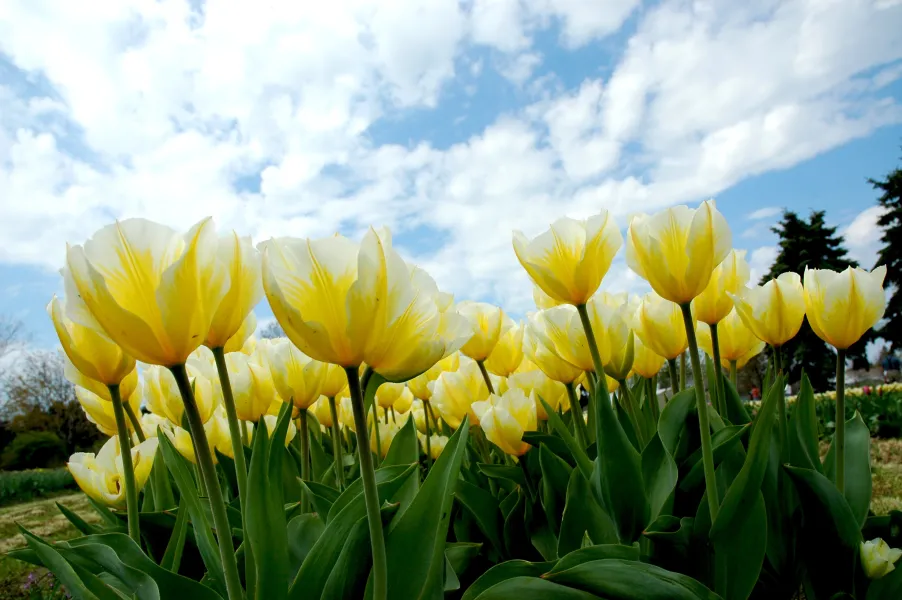 Yellow Tulips