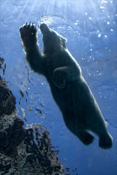 Polar Bear Swim