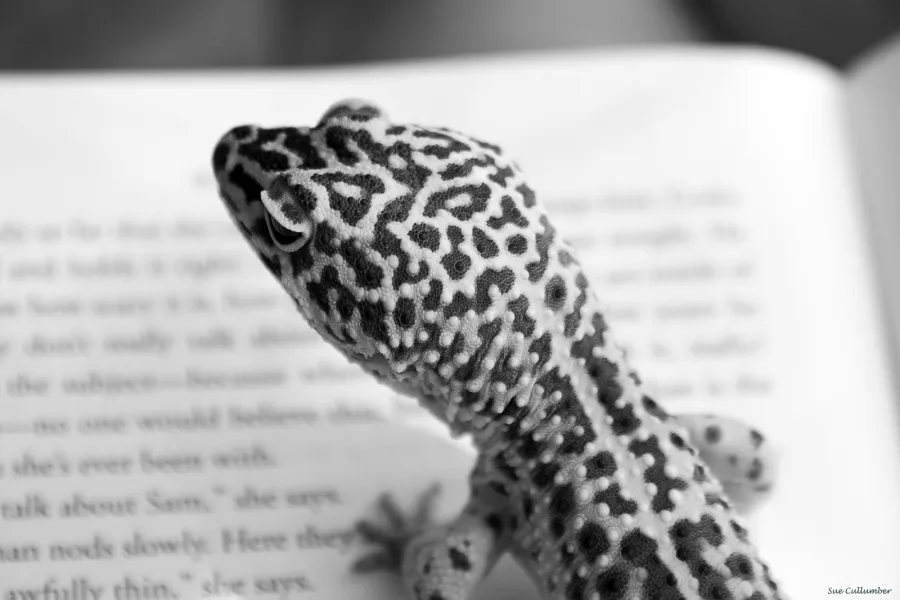 Book Lizard