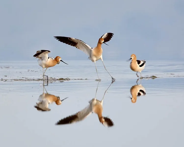 Avocet Altercation