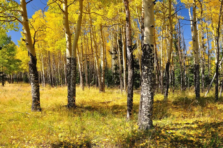 Colorado Aspen Gold