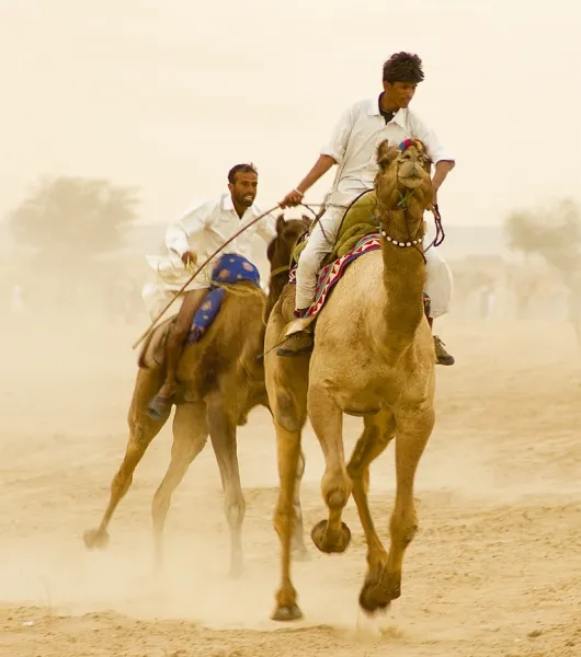 Camel Race