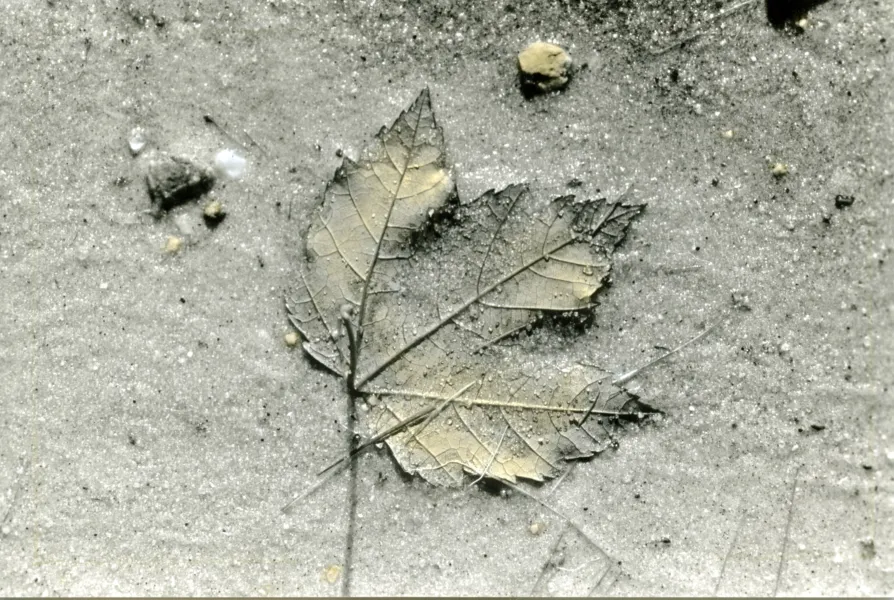 Leaf in Sand