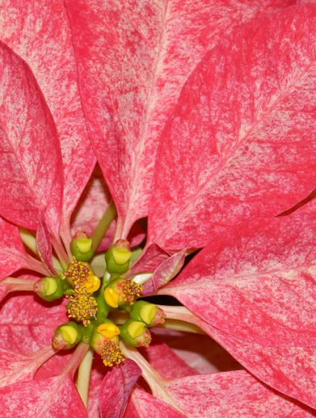 Poinsettia Dilemma