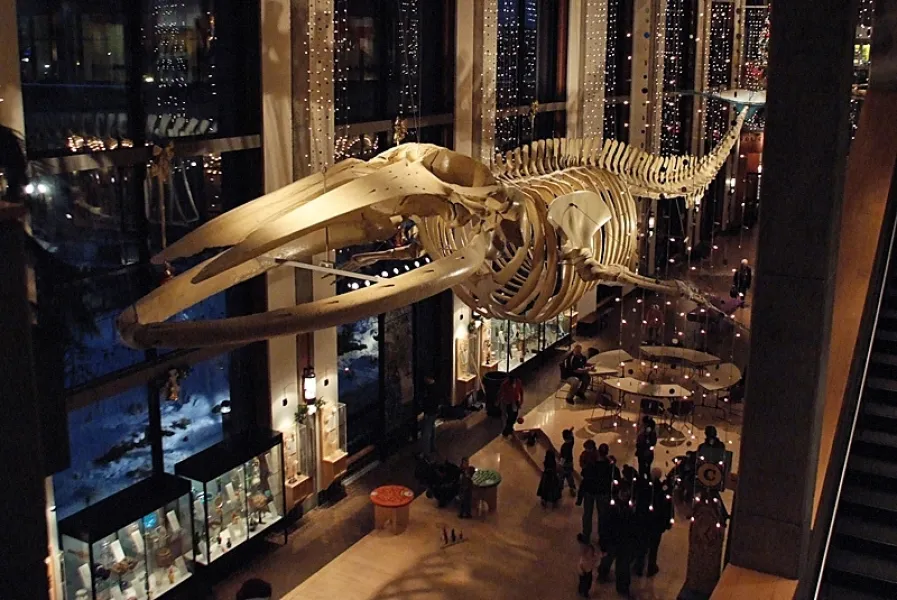 A Night at the Museum