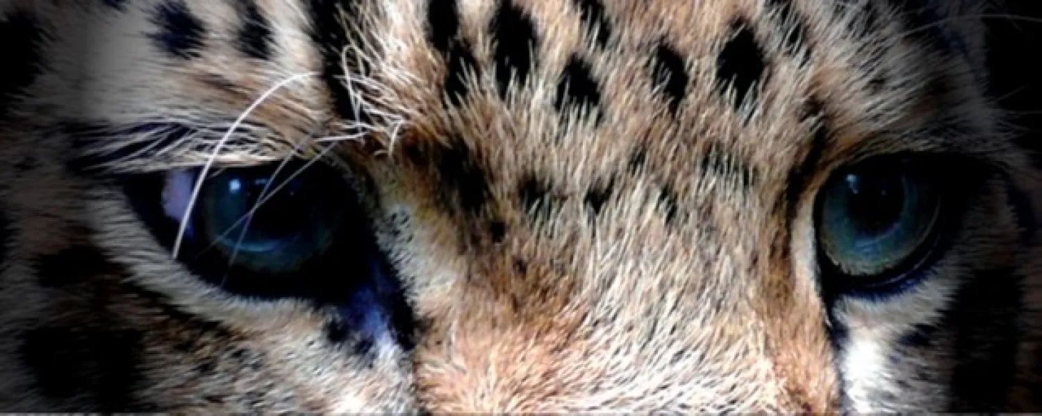 Leopard Eyes