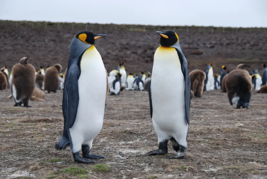 Proud King Penguins