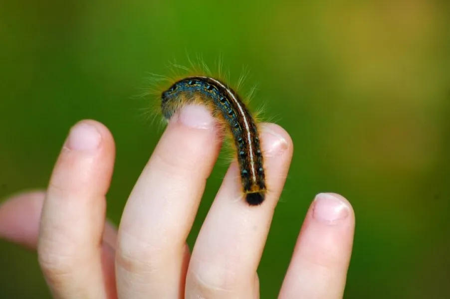 A Little Boy's Wonder