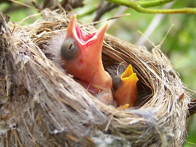 Cowbird in Goldfinch Nest