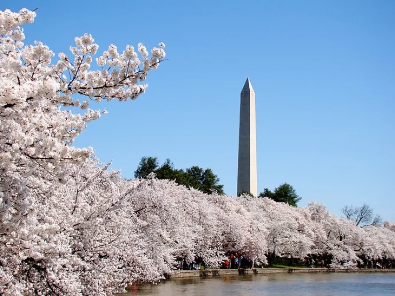 Cherry Blossom Festival