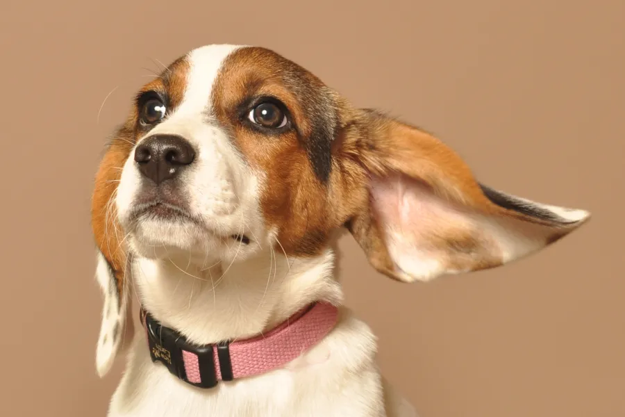 &quot;Speak, I'm all ears&quot;