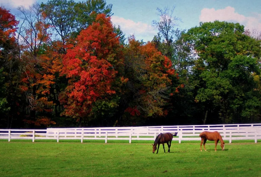 Autumn in Saratoga