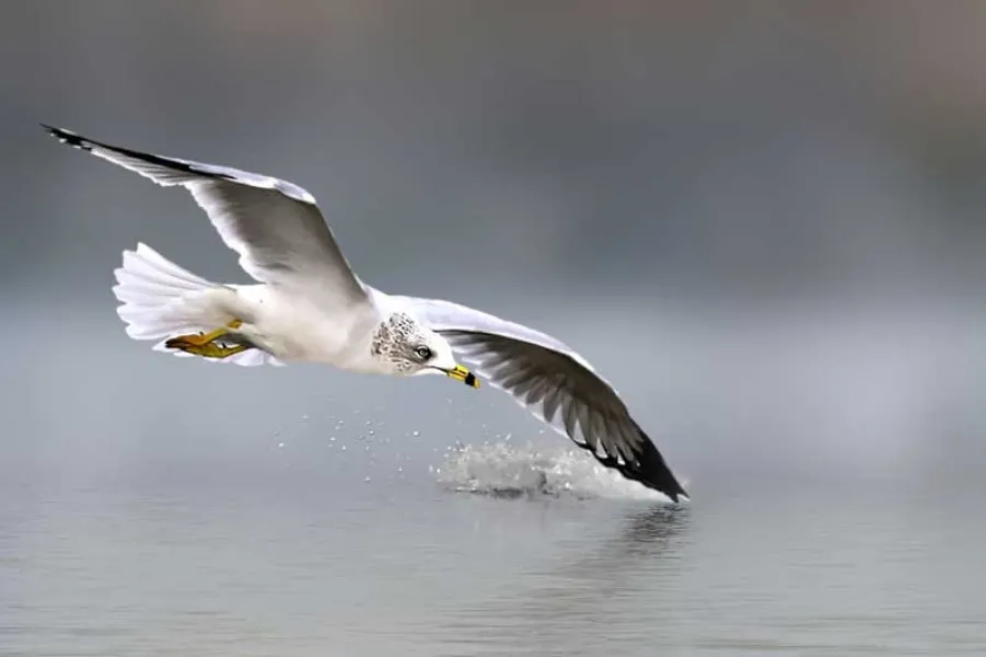 Graceful Gull